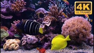 4K Marine Aquarium Screensaver with Nemo Dory and friends [upl. by Teyut896]