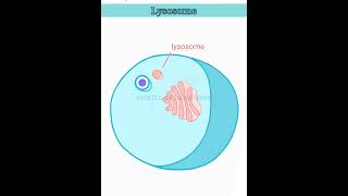 wait for it lysosome structure and function lysosomes class 11 [upl. by April694]