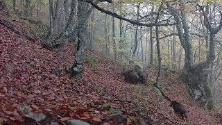 OTOÑO EN EL BOSQUEFAMILIA DE JABALIESSUS SCROFA [upl. by Aina]