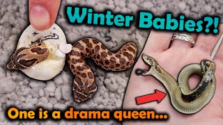 Hognose Snake Babies Hatching in Winter [upl. by Elleunamme]