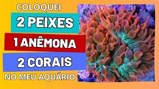 Coloquei 2 PEIXES 1 ANÊMONA e 2 CORAIS no meu AQUÁRIO MARINHO  NANO REEF [upl. by Caron647]