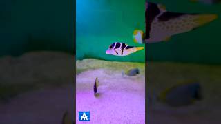 Beautiful marine fish by THE MARINE AQUARIUM Kalif trending marinefish pets [upl. by Etienne]