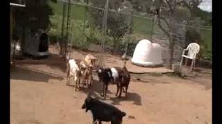 11weekold German Shepherd puppy works goats on line [upl. by Sucramal]