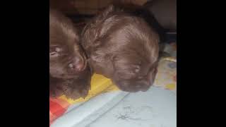 16 days old Labrador puppies quot6Packquot litter [upl. by Dirrej814]