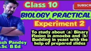 Experiment 2 Study About Binary fission and Budding  Biology  Class 10 [upl. by Allegra]