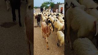 Cute baby🤣 sheep 🐑 sounds sheep walking sheep funny sheepfarming sheepfarmer [upl. by Otila884]