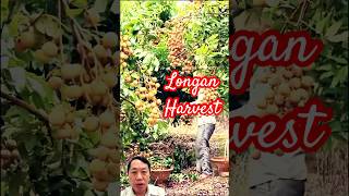 Thu Hoạch Nhãn Ngọt longan harvest satisfying [upl. by Strohl]