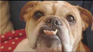 Dog Breeds amp Dog Training  How to Take Care of an English Bulldog [upl. by Livvie264]