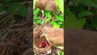 Heroic Mother Bird Saves Chicks from Ants  Birds Mother Love 🐦🕊️ [upl. by Ahsatan]