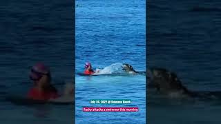 Hawaiian Monk seal Rocky attacks swimmer  July 24 2022 [upl. by Biebel]