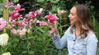 Varying Lily Types for Continuous Cut Flowers 🌸😍 Northlawn Flower Farm [upl. by Arta]