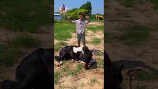 Best wild horses Mare revolutionising young foals future stallions Horses 98 [upl. by Ardnahsal]