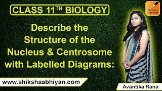 Q13 Describe the structure of Nucleus amp Centrosome with diagrams  CBSE Class 11 Biology [upl. by Skurnik18]