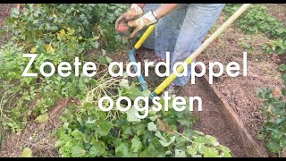 Inis Moestuin 166 Begin november zoete aardappel oogsten uitjes uitplanten paprika oppotten [upl. by Anaile597]