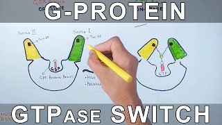 GProtein and GTPase Switching Mechanism [upl. by Vento]