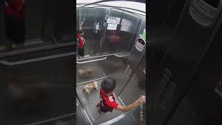 Boys Incredible Reflex Saves Dog from Elevator Disaster 🐶🚪 [upl. by Aihsenal582]