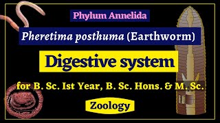 Pheretima posthuma  Digestive system  Zoology [upl. by Louth824]