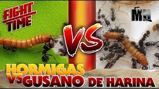 HORMIGAS VS GUSANO  Hormigas Messor Barbarus [upl. by Kciv719]