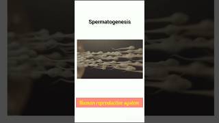 Spermatogenesis क्या होता हैspermatozoahuman reproductive systemneet reproduction 12th shorts [upl. by Kier]