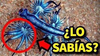 🤯 25 DATOS RAROS DE ANIMALES QUE NO SABÍAS [upl. by Ahsiela650]