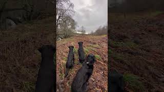 Picking up with a team of Labrador Retrievers Pheasant Shooting Gundogs [upl. by Hutchings510]