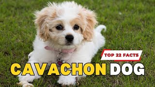 Cavachon  Quick 22 facts [upl. by Sheline851]