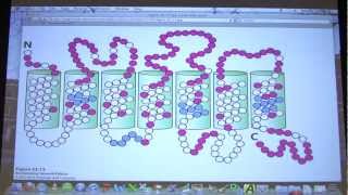 52 Biochemistry Sensory Systems Lecture for Kevin Aherns BB 451551 [upl. by Nemraciram]