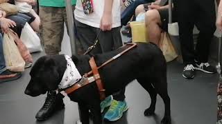 Aneh tapi Nyata quot Anjing numpang MTR Hanya ada di Hong Kong [upl. by Dominik]