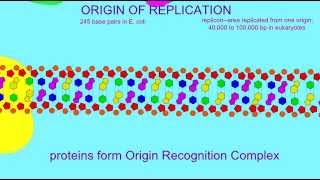 DNA REPLICATION ORIGIN OF REPLICATION [upl. by Aserehc245]