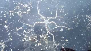 Brittle Star Locomotion in the Ocean [upl. by Anilatsyrc]