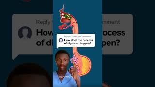 How does the process of digestion happen digestion doctorreacts medicine usa fyp canada uk [upl. by Eniarral]