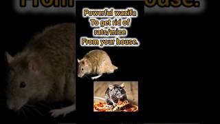 Powerful wazifa to get rid of ratsmice from your homepowerfulduas rat miceshortsfeed [upl. by Emyle794]