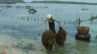 culture des algues à Nusa Penida [upl. by Natlus]