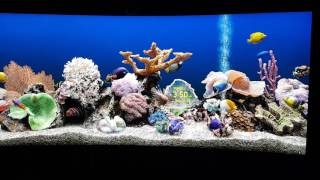 SereneScreen Marine Aquarium  LG 34UC88B 3440x1440 Monito [upl. by Idnek]