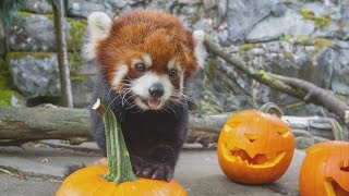 Oregon Zoo red panda Moshu gets in the Halloween spirit [upl. by Doloritas82]