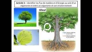 SVT 2nde  THÈME 1  23 flux de matière et interdépendance des métabolismes 12 [upl. by Gauldin]