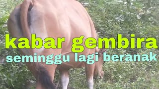 kabar gembira perkiraan seminggu lagi sapi beranak [upl. by Leandra476]