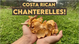 Costa Rican Chanterelles Foraging Edible Mushrooms in Guanacaste Province [upl. by Jaeger876]