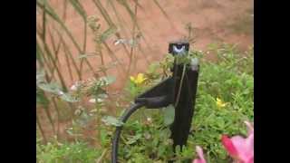 A small Microjet Irrigation in the garden using Bowsmith Fanjets [upl. by Atiuqa584]