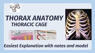 Thorax Anatomy  Ribs Sternum Vertebrae Thoracic Cavity  Thoracic Cage [upl. by Enneicul153]