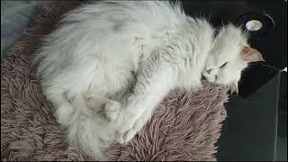 my baby is asleep 😴😴😴 youtube trending catlover [upl. by Merriott]