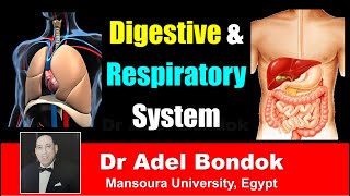 Introduction to Components of the Digestive and Respiratory System Dr Adel Bondok [upl. by Gerome]