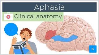 Aphasia Wernickes vs Brocas  Clinical Anatomy  Kenhub [upl. by Royall]