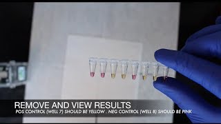 youPCR Gender Detection Protocol [upl. by Winne]