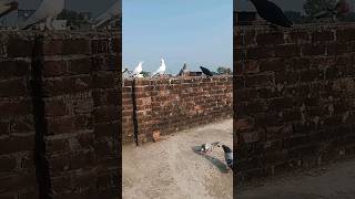 ek kabutar baithasubscribe pigeon trending utubeshorts explore [upl. by Leizar]