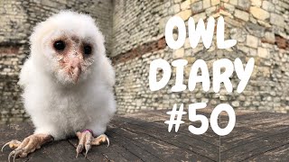 Owl Diary Episode 50  Hand rearing a baby barn owl and an update from Ryan [upl. by Eiramanad]