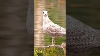 Gull feeling a little peckish [upl. by Ggerg154]