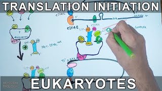 Translation Initiation in Eukaryotes [upl. by Navlys679]