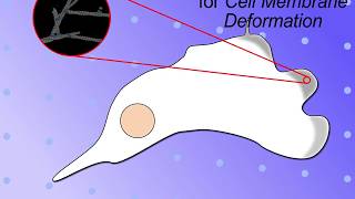 Force Generation through Actin Polymerization [upl. by Abana]