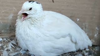 Quail call sounds  Female  Hen  Coturnix  Bird [upl. by Spoor]